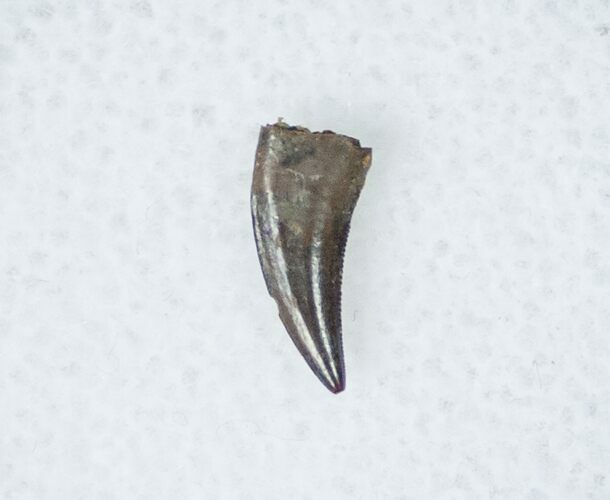 Acheroraptor (Dromaeosaur) Tooth - Montana #12268